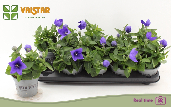 <h4>PLATYCO GR ASTRA BLU</h4>