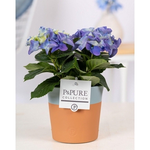 Hydrangea blue in P&PURE Terra Cotta 4 blue
