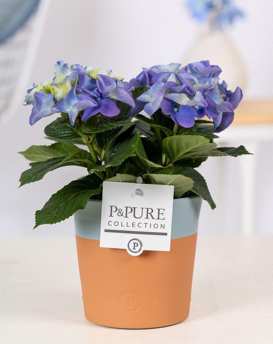<h4>Hydrangea blue in P&PURE Terra Cotta 4 blue</h4>