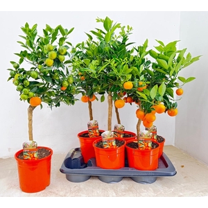 CITR MICROCARPA