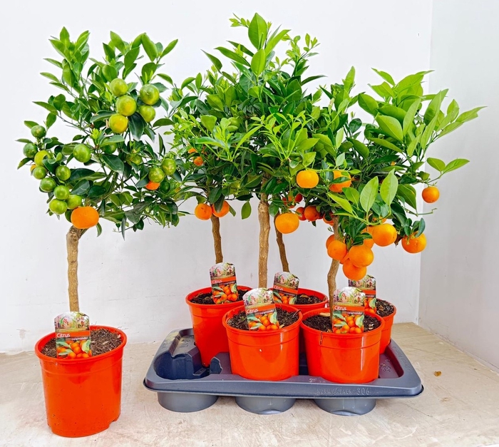 <h4>CITR MICROCARPA</h4>