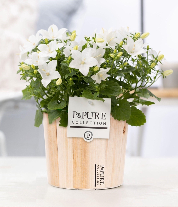 <h4>Campanula 'Atlanta' Pure Wood</h4>