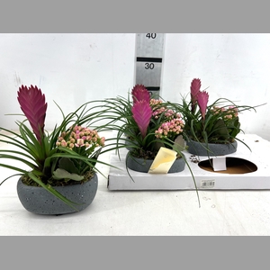 ARR TILLANDSIA