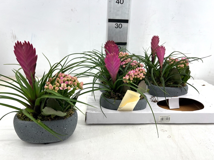 <h4>ARR TILLANDSIA</h4>