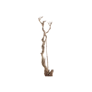 Syringa Branch Extra Beck