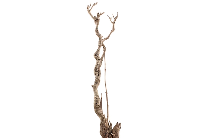 <h4>Syringa Branch Extra Beck</h4>