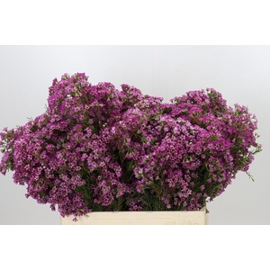 Chamelaucium Kalbarri