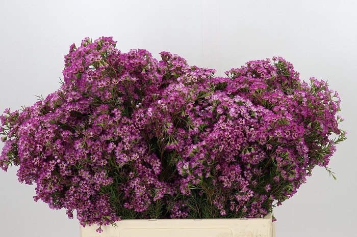 <h4>Chamelaucium Kalbarri</h4>