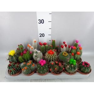 Cactus   ...decorated