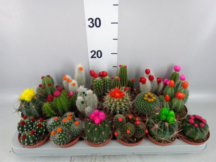 <h4>Cactus   ...decorated</h4>