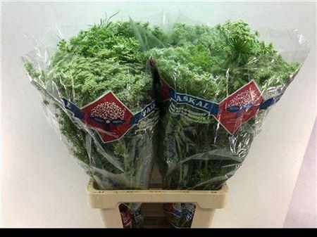 <h4>Ammi Visnaga</h4>