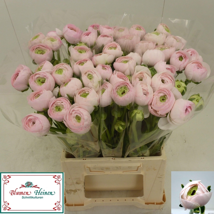 <h4>RAN SU HANOI</h4>