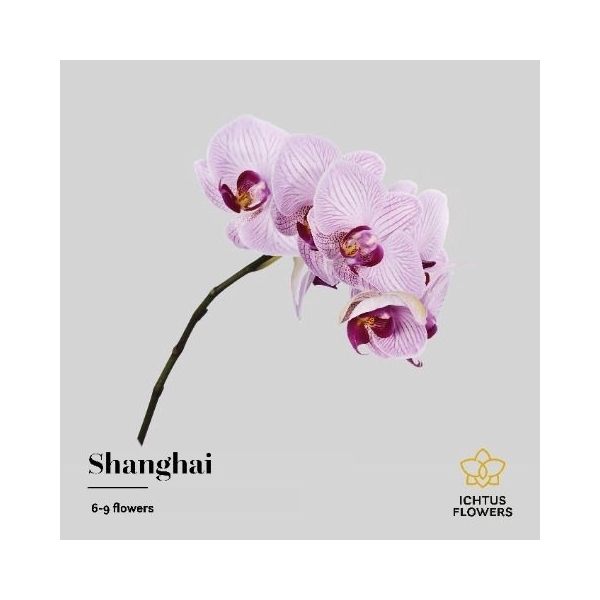 <h4>Shanghai - Ichtus Flowers</h4>