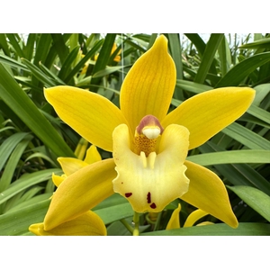 CYMB MI ANGIE Leekade X8.