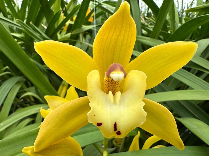 <h4>CYMB MI ANGIE Leekade X20.</h4>