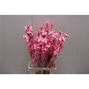 Butterfly Flower Rose