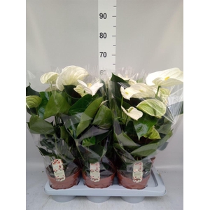 Anthurium andr. 'Alpine'