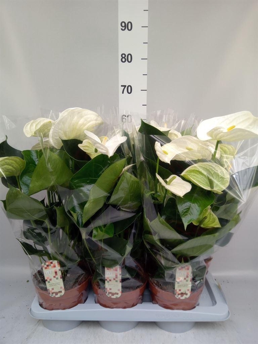 <h4>Anthurium andr. 'Alpine'</h4>