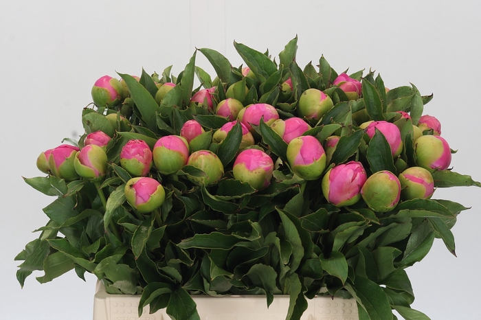 <h4>Paeonia Monsieur Jules Elie</h4>