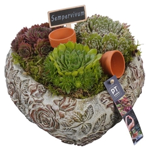 PTS6677 Arrangementen Sempervivum