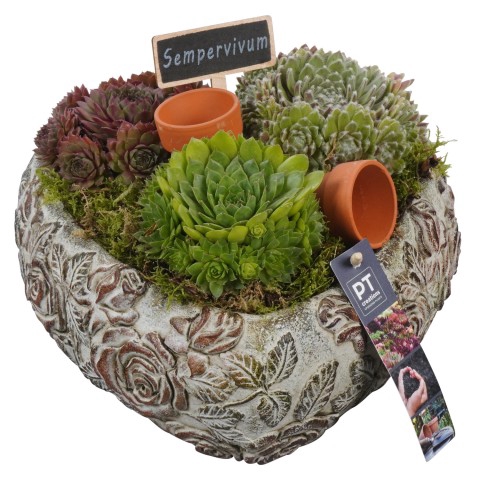 PTS6677 Arrangementen Sempervivum