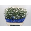 Aster Cassy