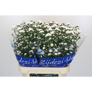 Aster Cassy