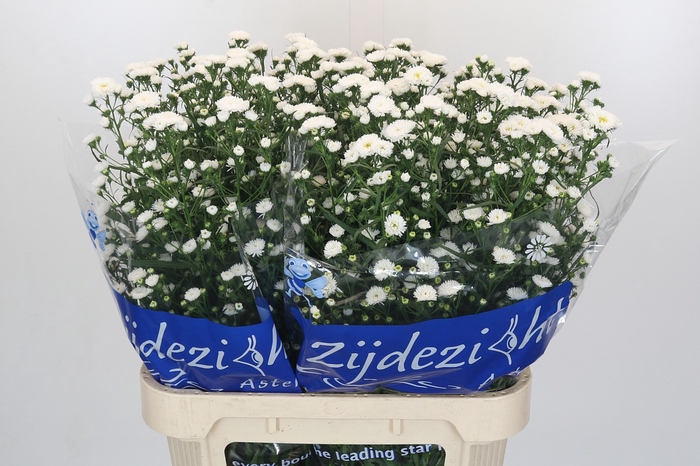 <h4>Aster Cassy</h4>