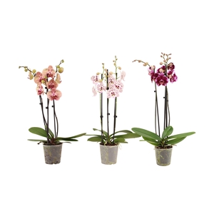 Phal Mix 3T18+