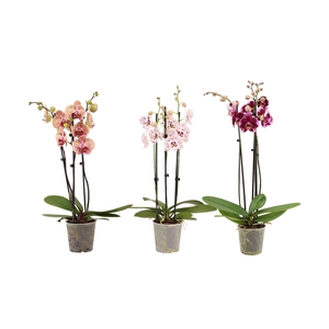 Phal Mix 3T18+