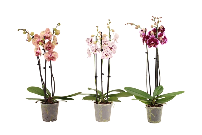 <h4>Phal Mix 3T18+</h4>