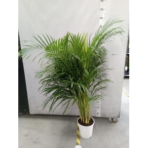 Dypsis lutescens   ...Chrysalidoca