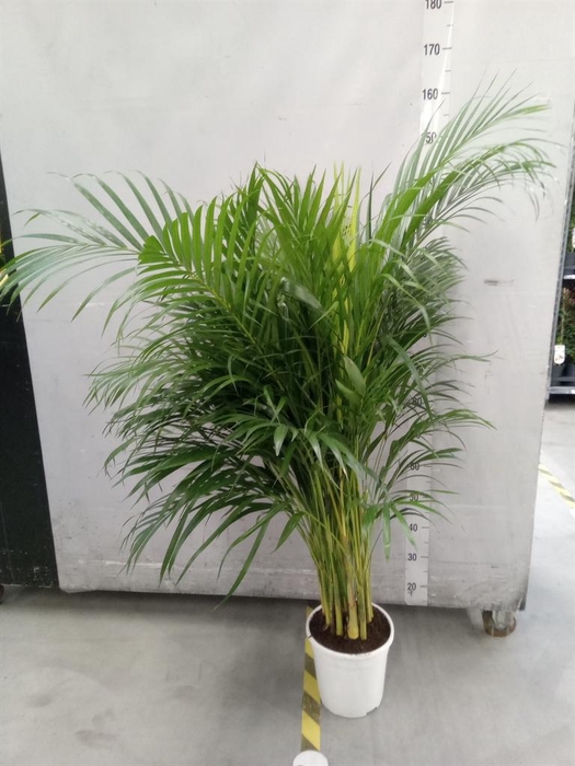 <h4>Dypsis lutescens   ...Chrysalidoca</h4>