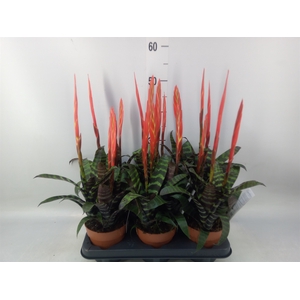 Vriesea  'Era'