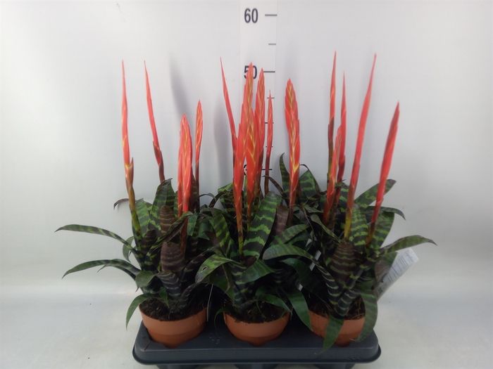 <h4>Vriesea  'Era'</h4>