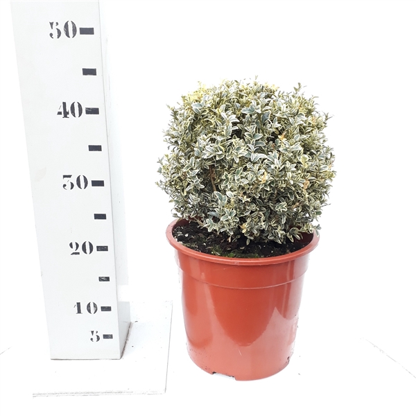 <h4>Buxus sempervirens 'Elegans' 25cm bol</h4>