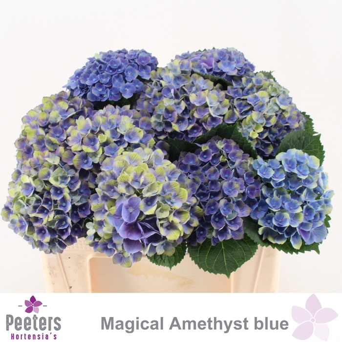 <h4>HYDR M MAG AMETHYST</h4>