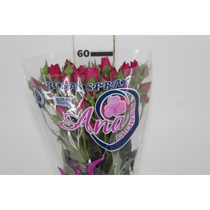 ROSA SPRAY HOT MAJOLIKA 060 CM