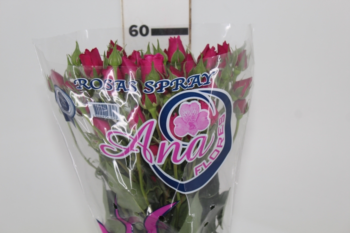 <h4>ROSA SPRAY HOT MAJOLIKA 060 CM</h4>