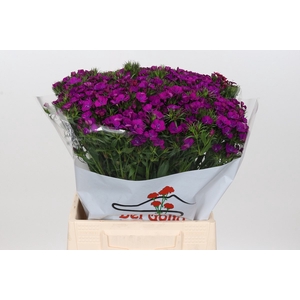 DI BA AM NEON PURPLE