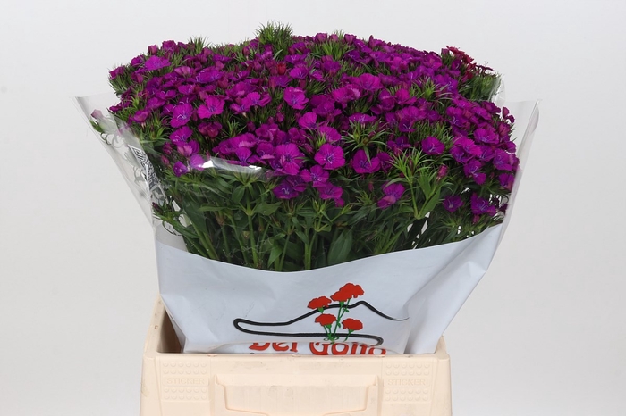 <h4>DI BA AM NEON PURPLE</h4>