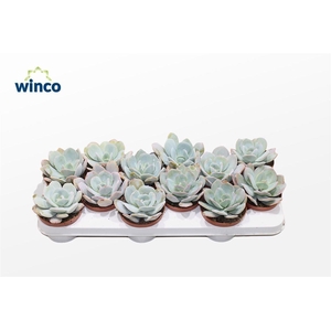 Echeveria Laui Hybride