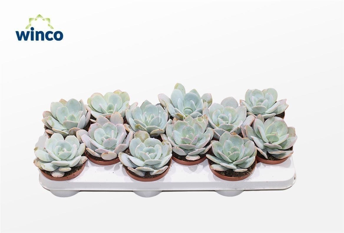 <h4>Echeveria Laui Hybride</h4>