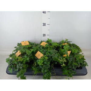 Parthenocissus inserta