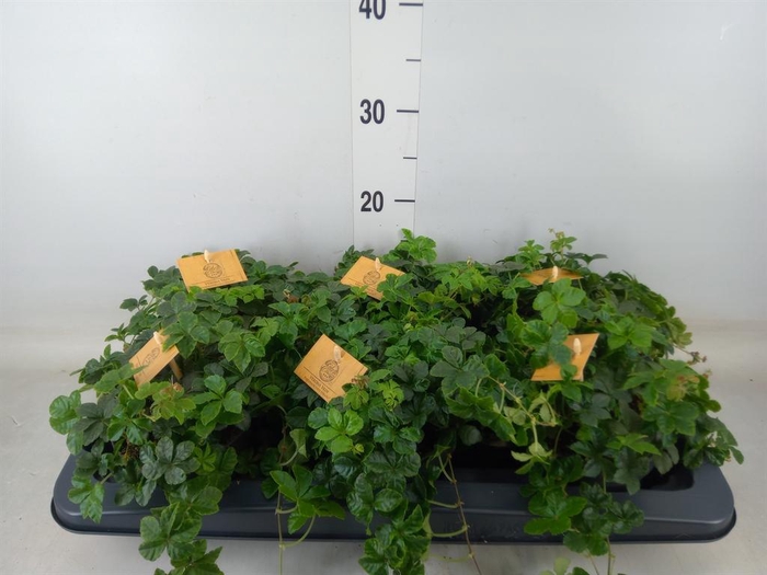 <h4>Parthenocissus inserta</h4>