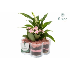 Glazen Bloemschaalmet arrangement Licht roze