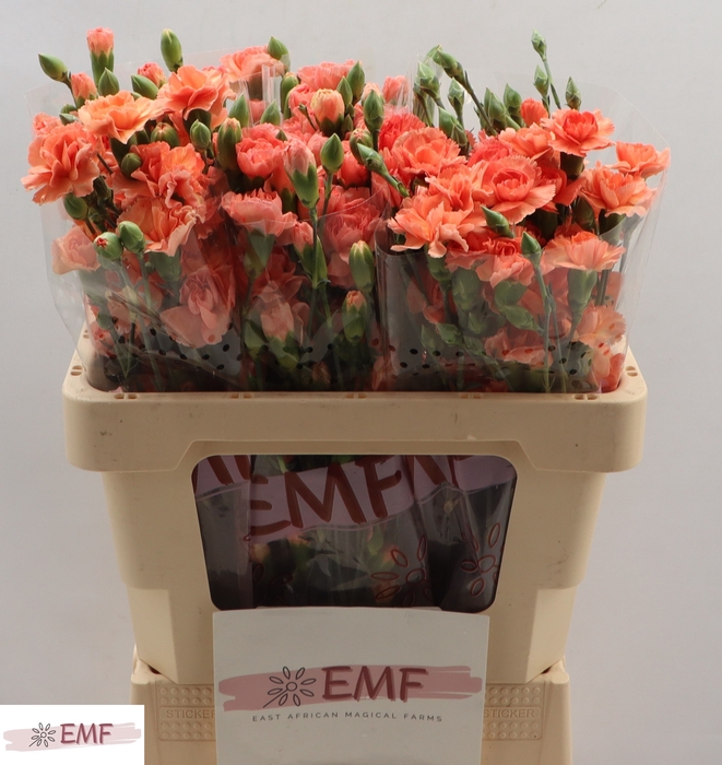 <h4>Di Tr Orange Amelie</h4>