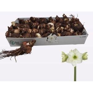 BLOEMBOL HIPPEASTRUM