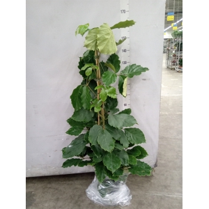 Tetrastigma voinierianum