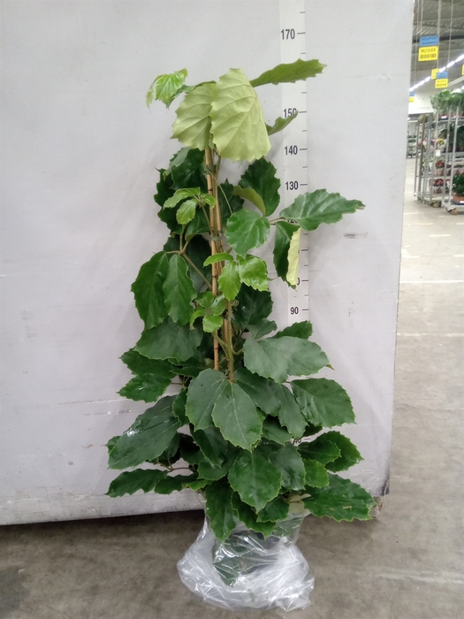 <h4>Tetrastigma voinierianum</h4>
